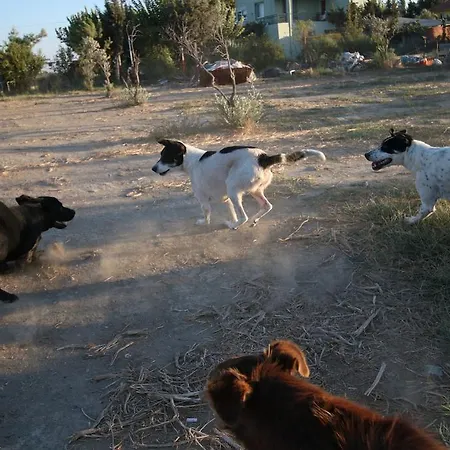 Teos Sanat Kampi Kamp alanı *